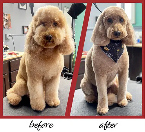 dog grooming near me