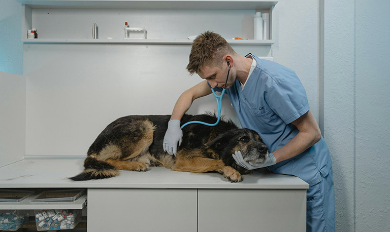 veterinarian, mobile grooming, dog groomer at home