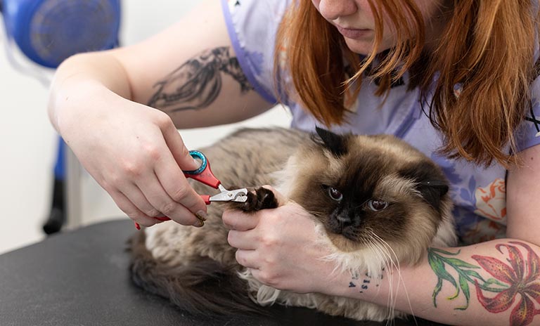 cat nail trims, cat grooming places near me