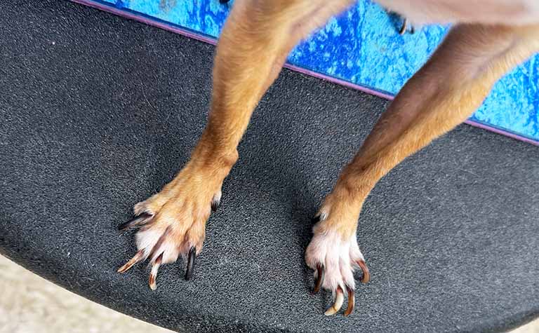 long dog nails, smoochie poochie