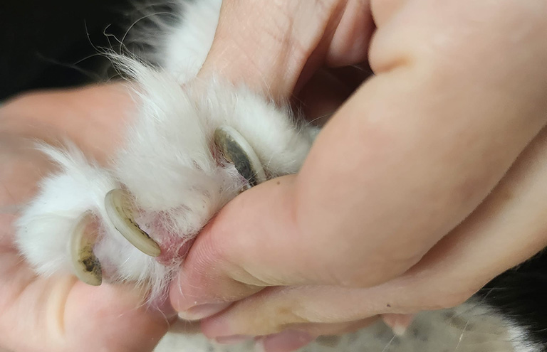 overgrown nails, smoochy pooch