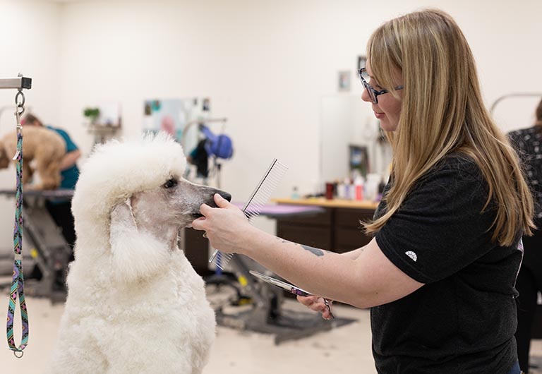 poodle grooming, smoochie pooch fort wayne