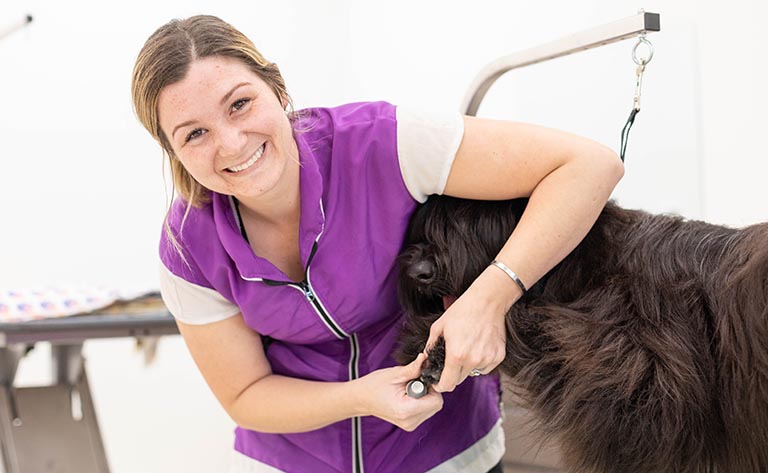 groomer cutting dog nails, best dog groomers near me