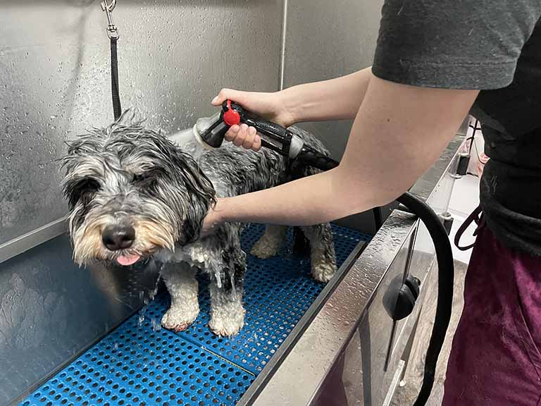 dog bather, cat bather, grooming salons near me, pet groomer lowell