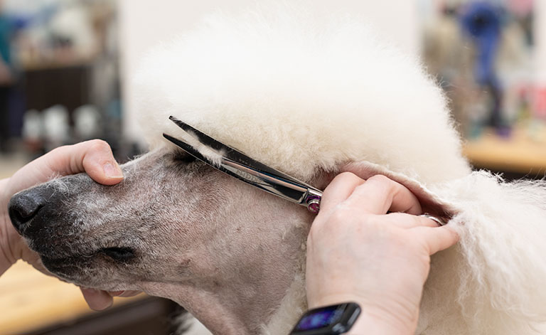 clean face poodle, dog spa near me