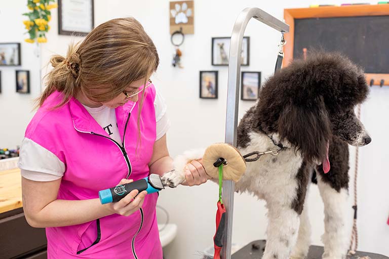 dog grooming, dog grooming near me