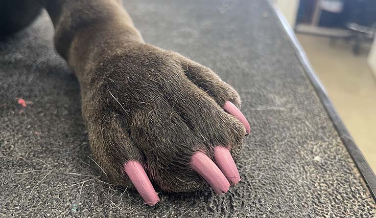 painted dog nails, pets grooming near me