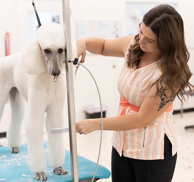 poodle groomer, grooming places near me