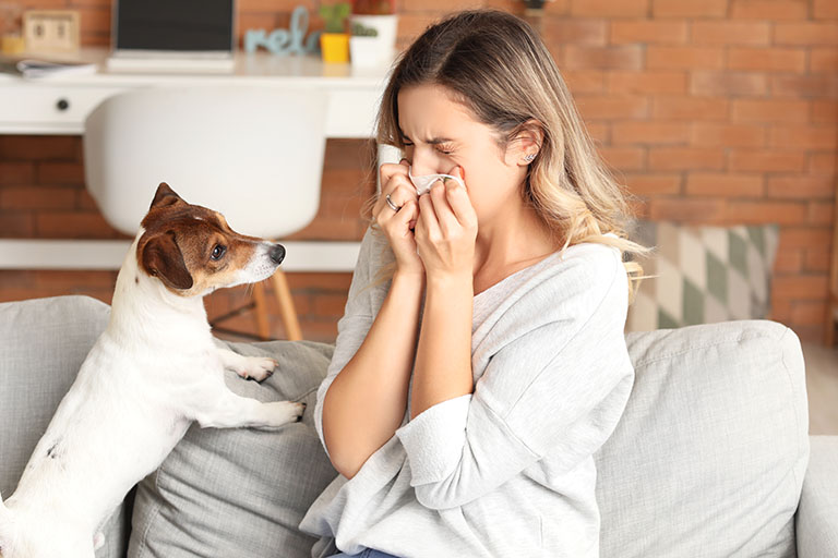 guest with pet allergies, dog grooming