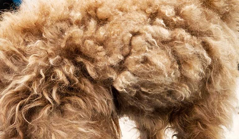 Poodle Grooming: Essential Guide with Tips