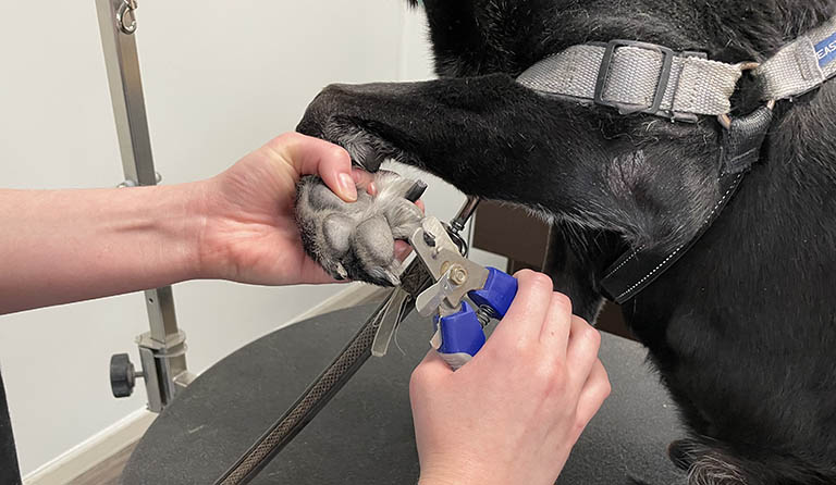 dog getting nails cut, how often do dogs need their nails trimmed