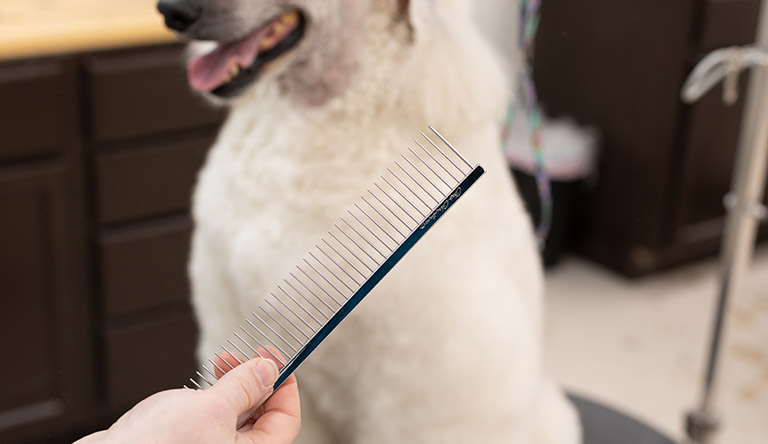 poodle comb, pet grooming near me