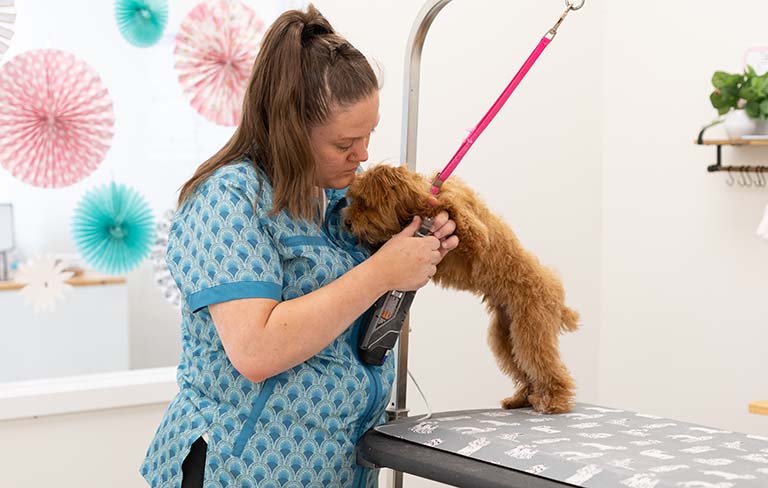 nail trims for puppies, all about dogs grooming