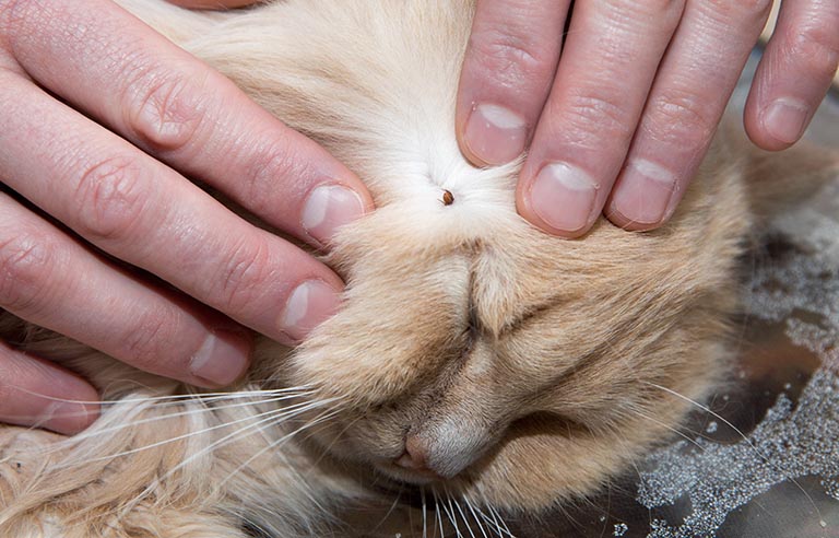 cat ticks, cat nail clipping, hair cutting cat