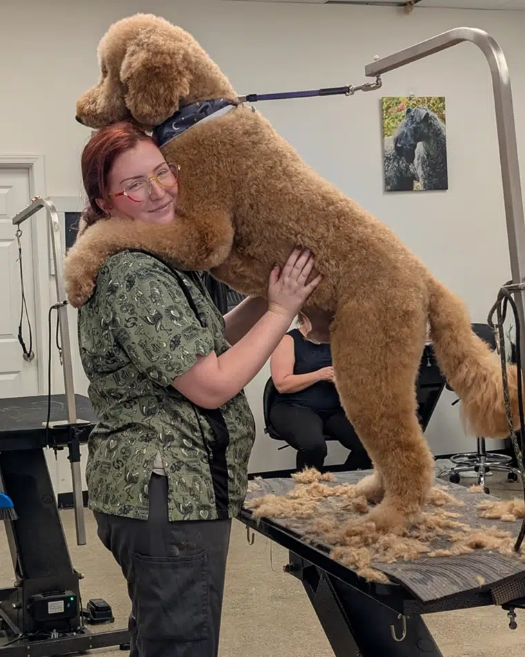 big goldendoodle hugging groomer