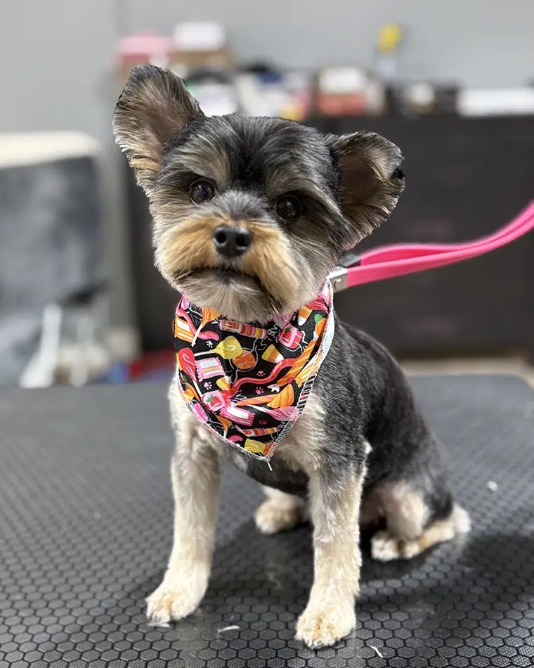 yorkie dog groom