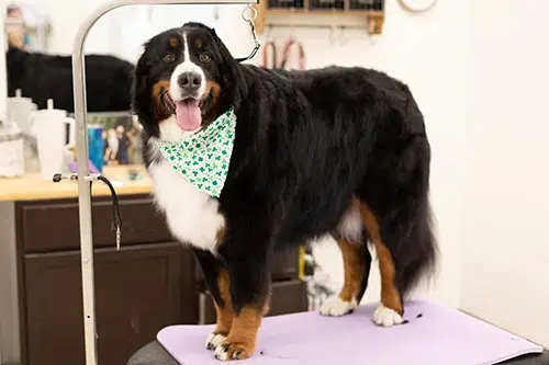 st bernese mountain dog grooming ohio