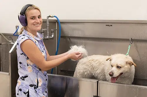 dog shedding treatment and dog bath