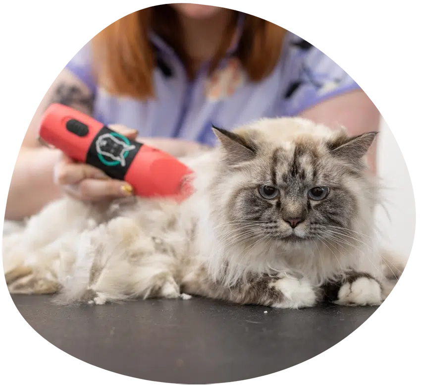 chagrin falls cat groomers