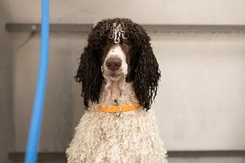 pet salon ohio poodle groomer