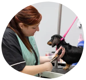 smoochie pooch pet stylist job position