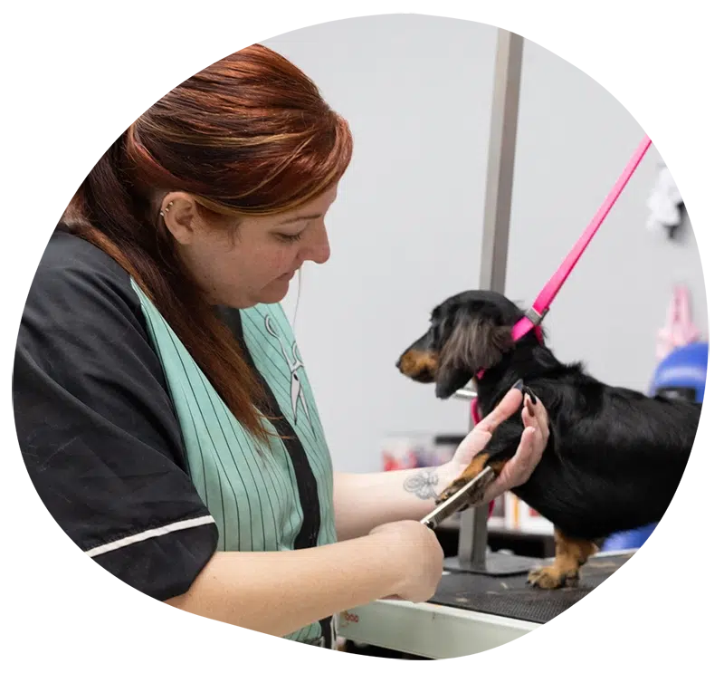 smoochie pooch pet stylist job position