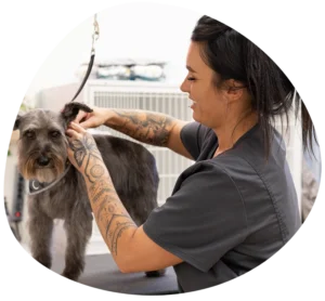 Dog grooming jobs at smoochie pooch