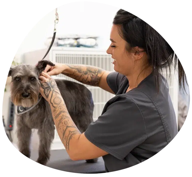 Dog grooming jobs at smoochie pooch