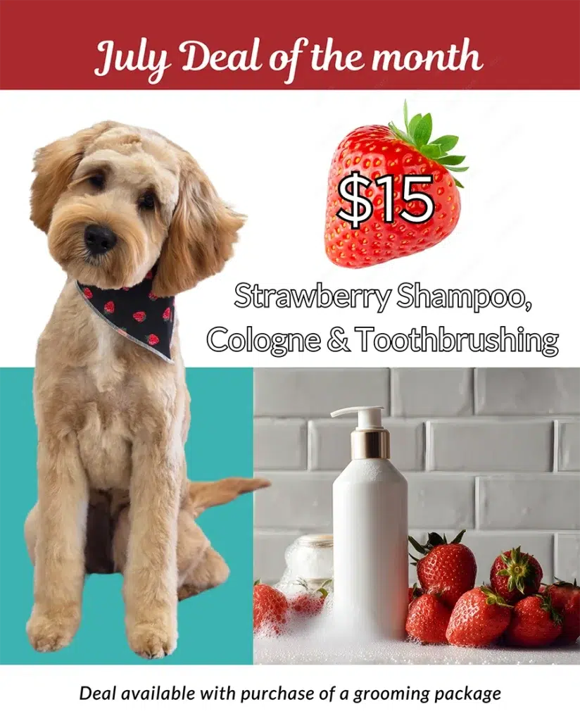 inexpensive dog groomer near me, dog grooming prices, grooming specials