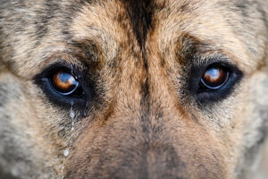 why are my dogs eyes watering so much