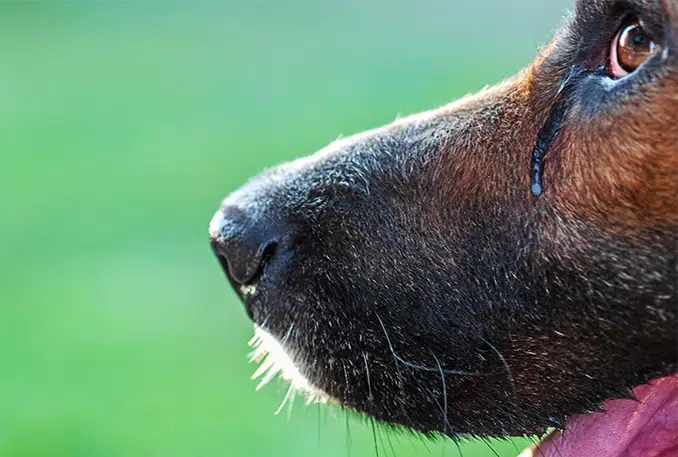 dog eyes watering
