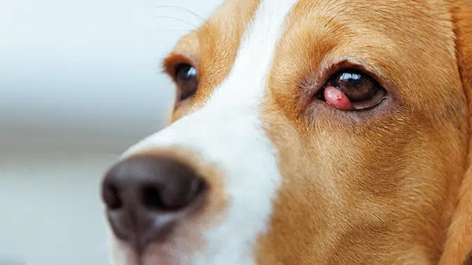 why are my puppy's eyes watering