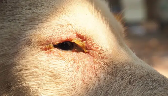 dog eyes watering