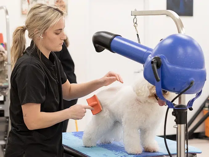 using a slicker brush while drying a dog