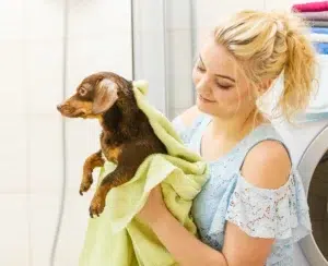 trip for drying a dog at home