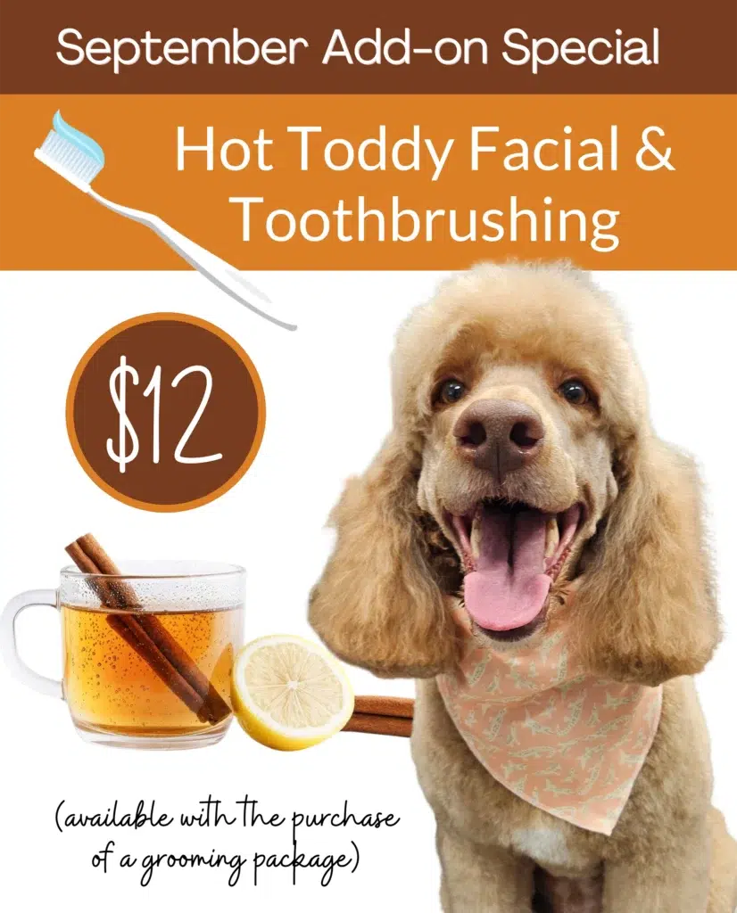 dog grooming prices smoochie pooch september special 2025