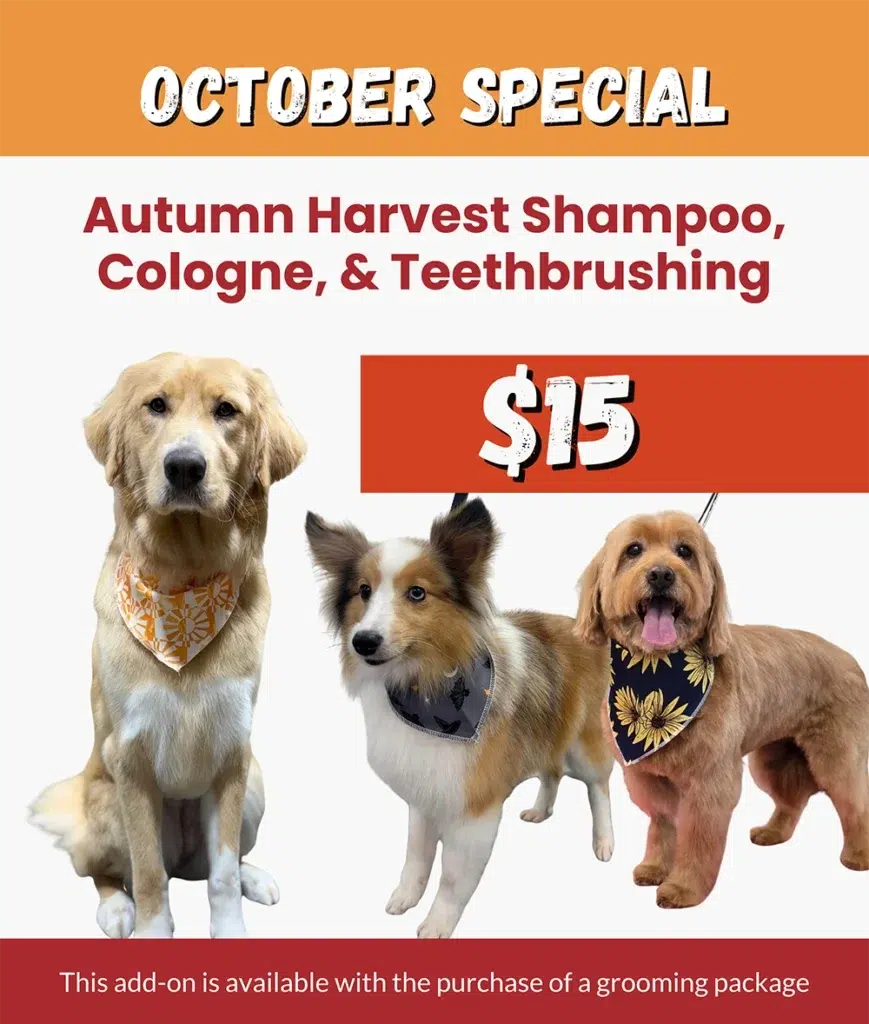 Autumn Harvest Shampoo, cologne and tooth brushing dog grooming add-on special