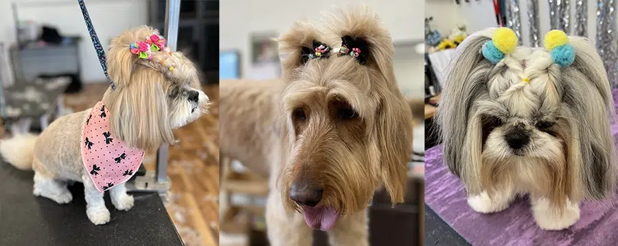 dog with braids
