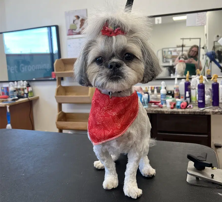 Small dog with a topknot hairstyle keeping hair out of eyes