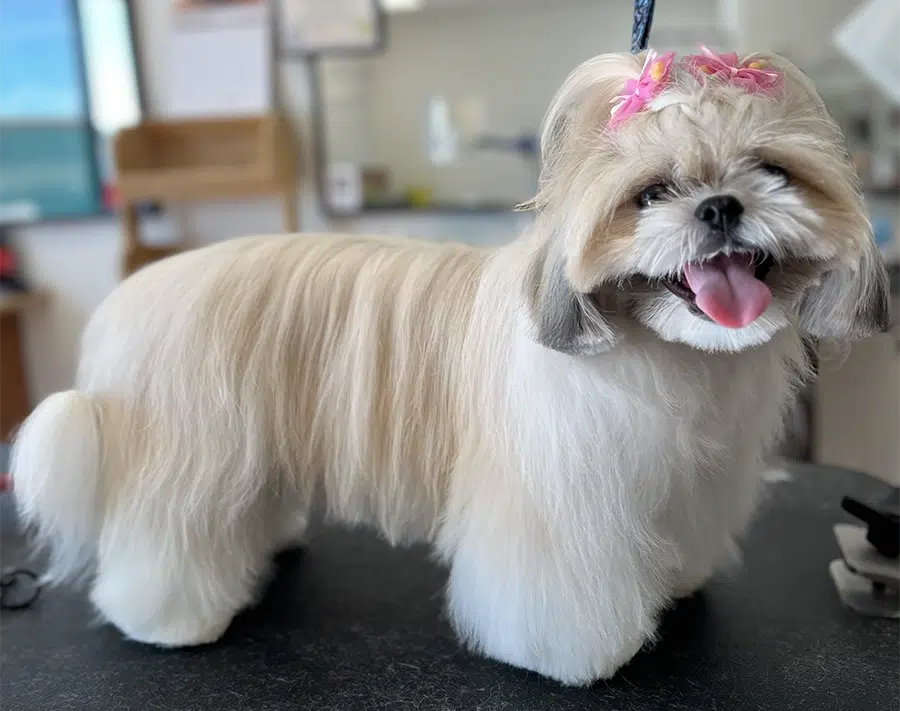 easy dog hair tutorial