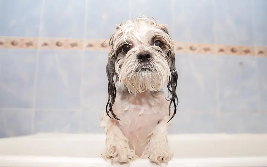 bathe and dry shih tzu