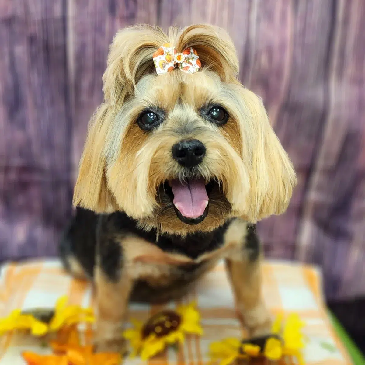 The Benefits of a Dog Topknot + Step-by-Step Guide to Do It at Home