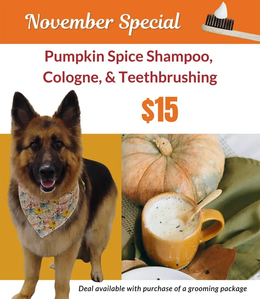 grooming special smoochie pooch salon