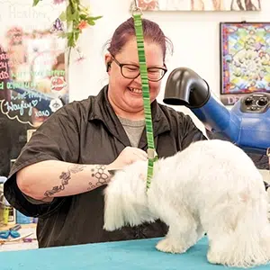 free dog grooming course near me