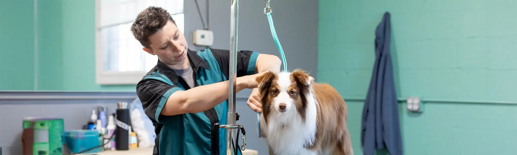 Pet Groomer near me, dog groomers near me, Chesterton pet groomer, chesterton dog groomer, smoochie pooch, gilly's dog house