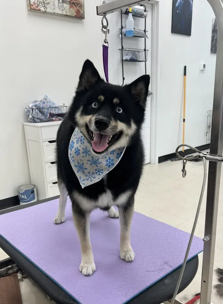 Happy dog in bandana after dog groom