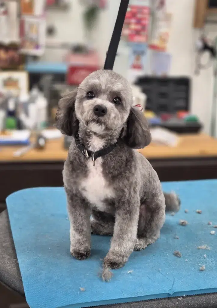 Small dog on table after groom