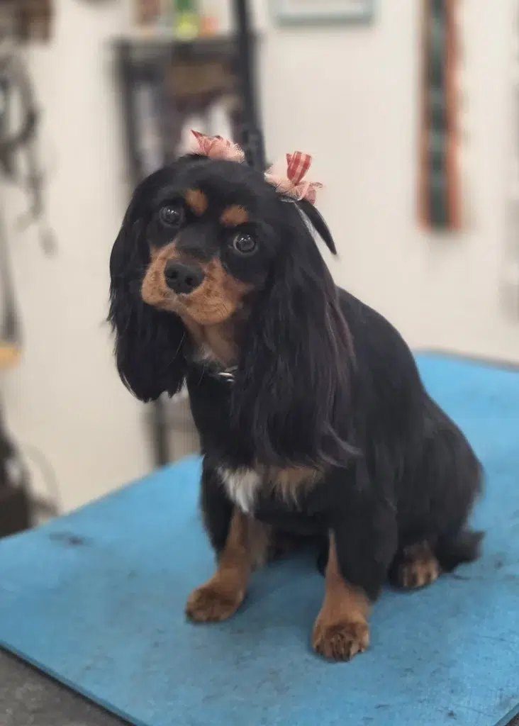 Cocker Spaniel with pink bows after groom