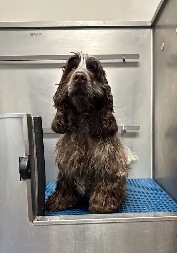 Cocker groom Carmel Indiana