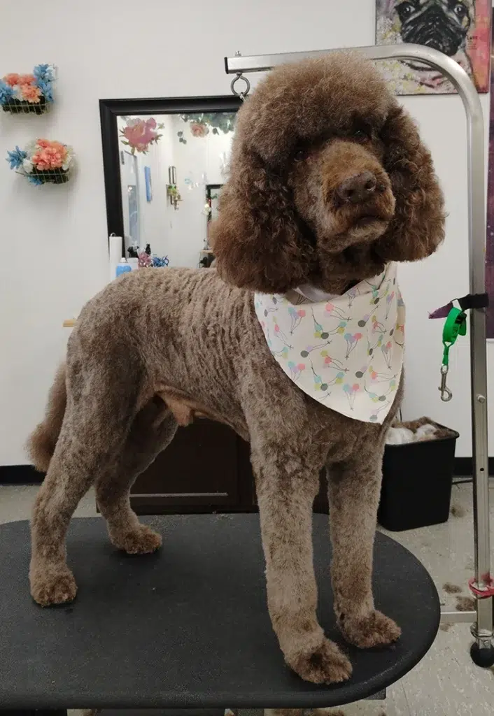 poodle on a grooming table Fort Wayne, North